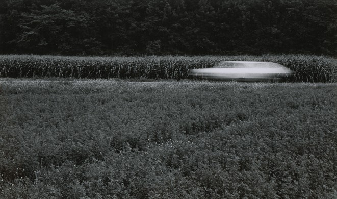 Corn Field